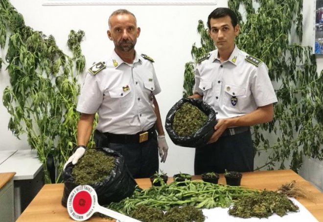 Guardia di Finanza Caserta, marijuana sequestrata