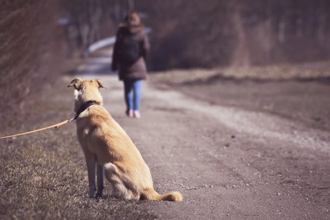 Animali abbandonati