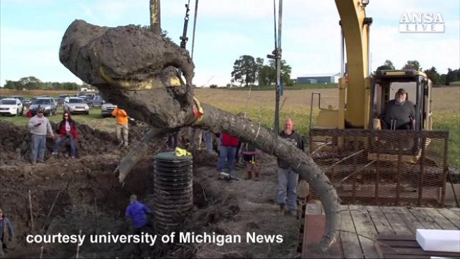 Archeologia: ritrovati resti di un mammut in un campo del Michigan (USA)