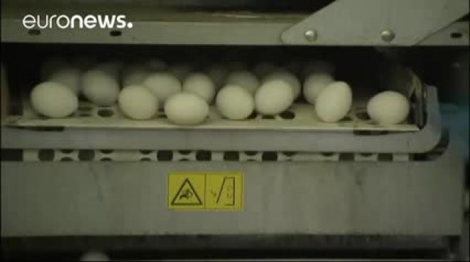 Uova contaminate, il Belgio accusa i Paesi Bassi