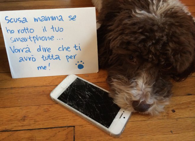 Cane e smartphone