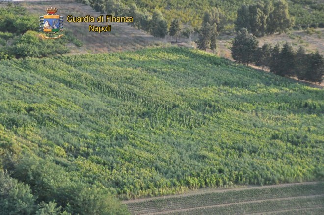 Piantagione di marijuana (foto repertorio)