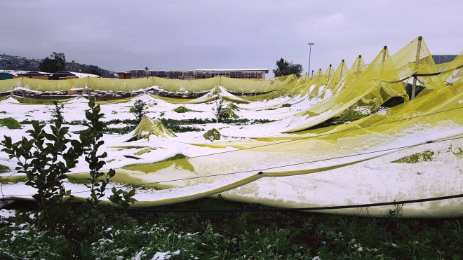 Coldiretti. Danni in Campania per le colture causa neve