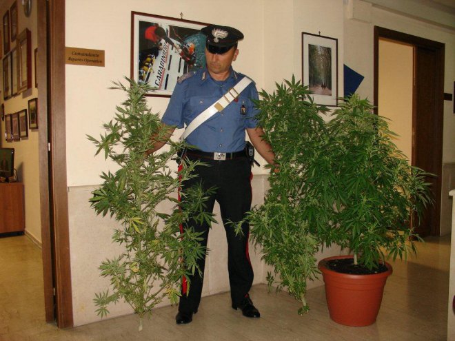 Piante marijuana sequestrate
