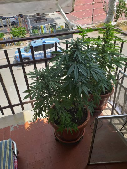 Benevento. Coltivava marijuana sul balcone: arrestato dalla Polizia