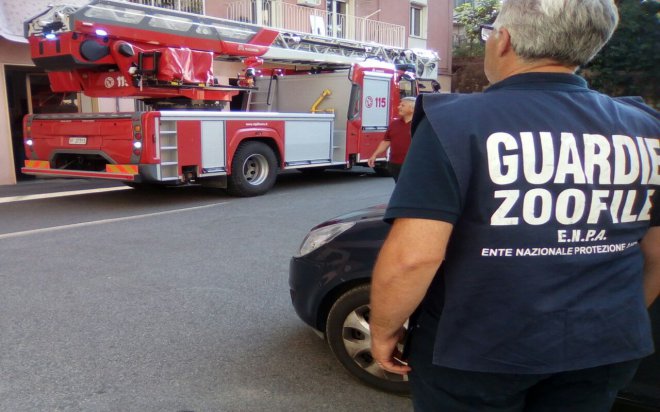 Enpa e Vigili del Fuoco salvano gattino da giorni su un albero 