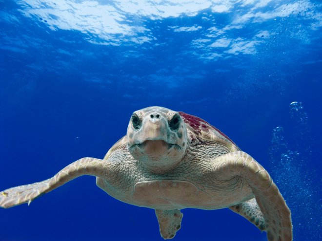 Tartaruga Caretta caretta (foto di David Mark) 