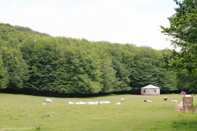 La Real Riserva del Taburno voluta da Carlo III di Borbone (Monte Taburno)