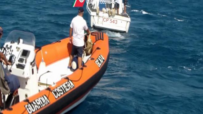 Vieste, la Guardia costiera pesca le reti illegali