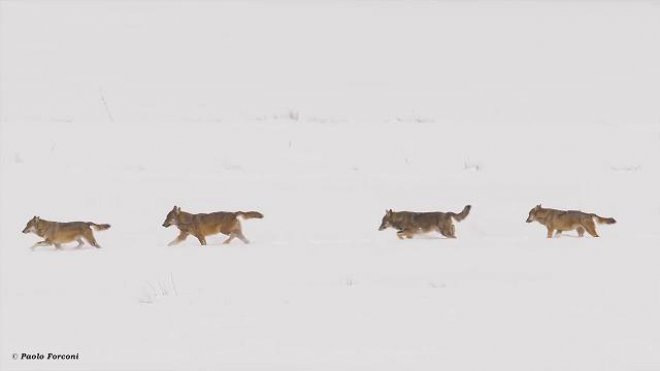 Abruzzo, famiglia di sei lupi a spasso sulle cime innevate