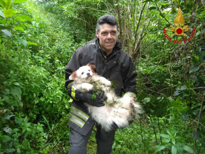 Salvataggio cane a Pannarano