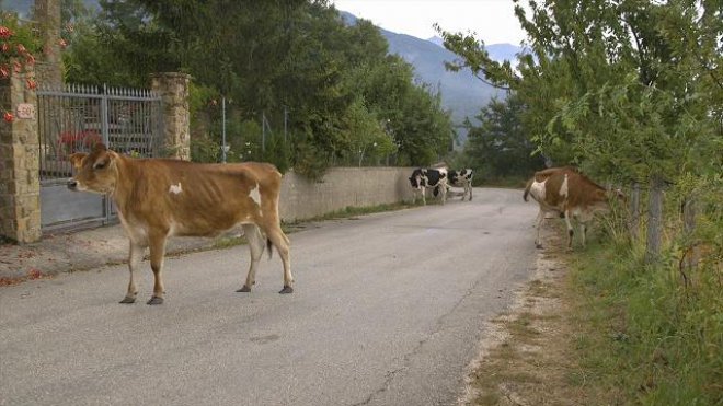 Terremoto. Ad Amatrice gli animali disorientati vagano in mezzo alle strade