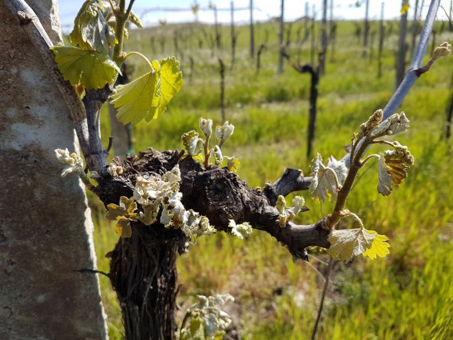 Vigneti bruciati dal gelo tra Irpinia e Sannio