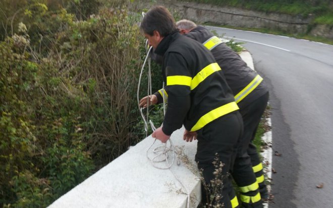 Vigili del Fuoco salvano cuccioli