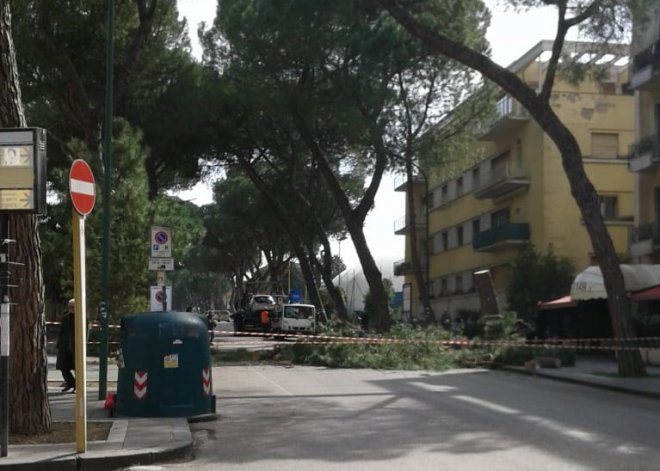 Abbattimento Pini viale Atlantici