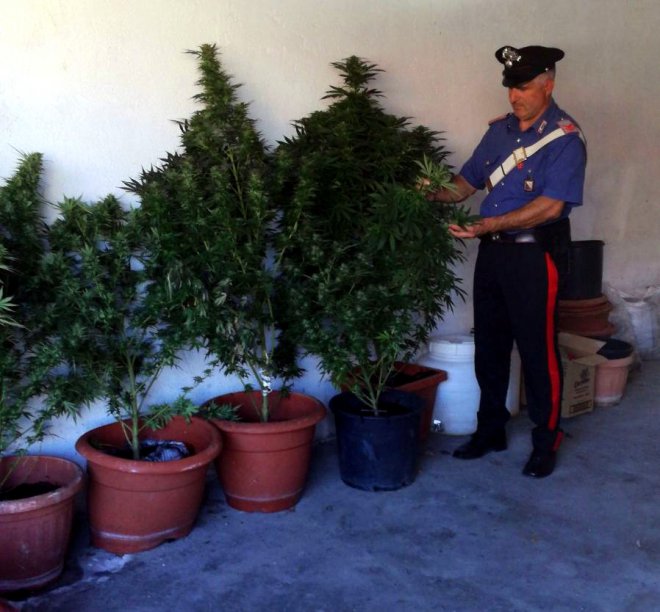 Carabinieri di Pontelandolfo - Le piante di cannabis sequestrate
