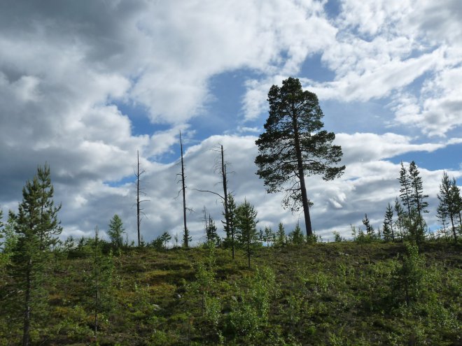 Deforestazione