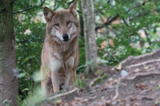 Risultati immagini per LUPO SANNITA