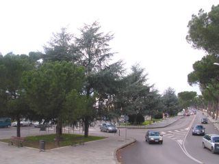 alberi di viale degli atlantici di benevento