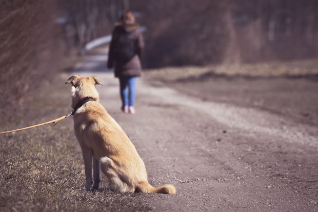 Animali abbandonati