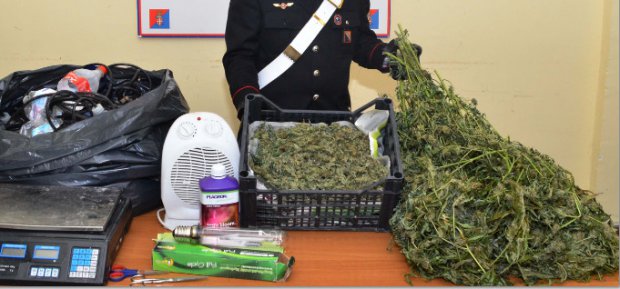 Sequestro marijuana