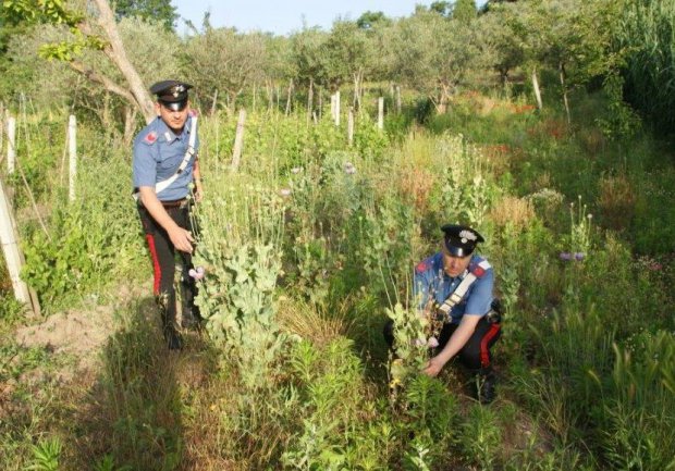 Baselice. Scoperta dai Carabinieri piantagione di papaveri da oppio