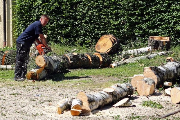 Operaio forestale al lavoro (foto di archivio)