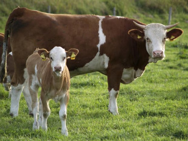 Mostra Bovina