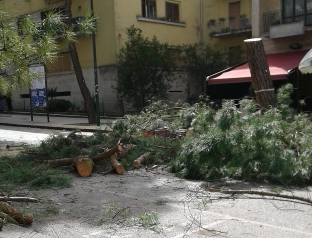 taglio dei pini di viale degli Atlantici