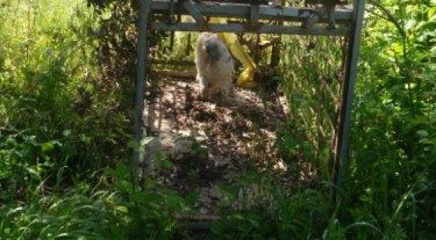 I Carabinieri forestali sequestrano trappola per fauna selvatica 