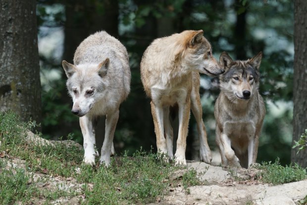 Randagismo, lupi ed ibridi in Provincia di Benevento