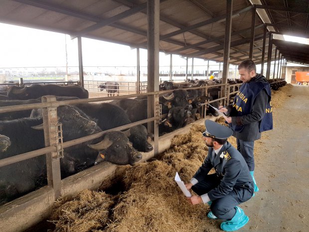 Operazione Aristea: Mozzarella DOP con soda caustica