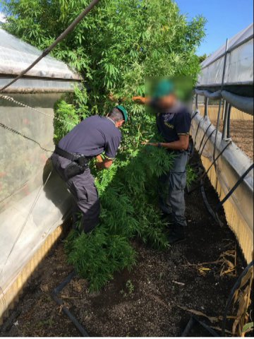 Guardia di Finanza di Salerno. Sequestro piante di marijuana