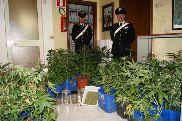 Colle Sannita, scoperta coltivazione di marijuana. Denunciate dai Carabinieri due persone