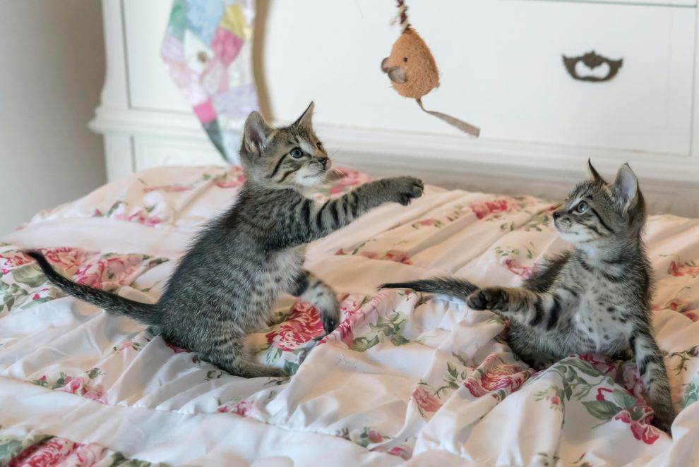 Giornata mondiale del gatto