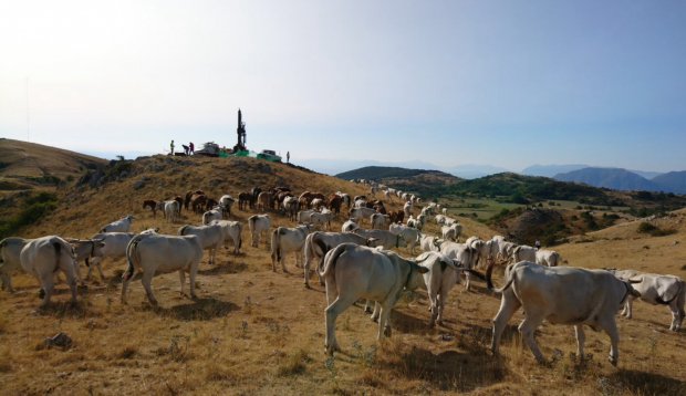 Mucche e trivella, Morcone