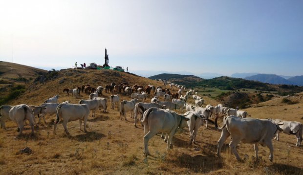 Mucche e trivella, Morcone 