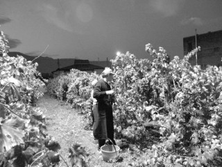 Antica Masseria Venditti - vendemmia notturna