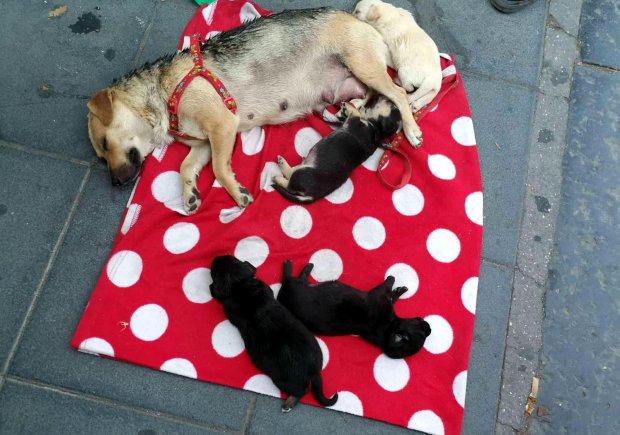 Accattonaggio. Cani messi in salvo dai volontari dell'Enpa di Benevento