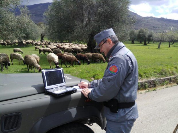 Controlli dei Carabinieri Forestali su filiera ovina