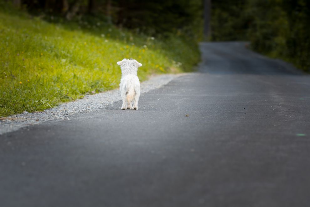 Animali abbandonati