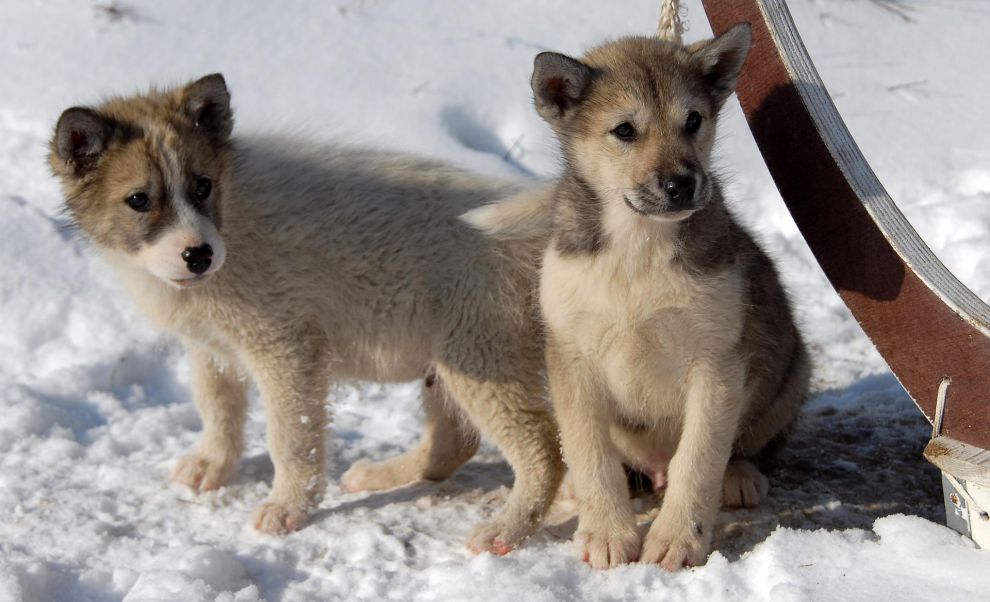 Cuccioli di cane della Groenlandia