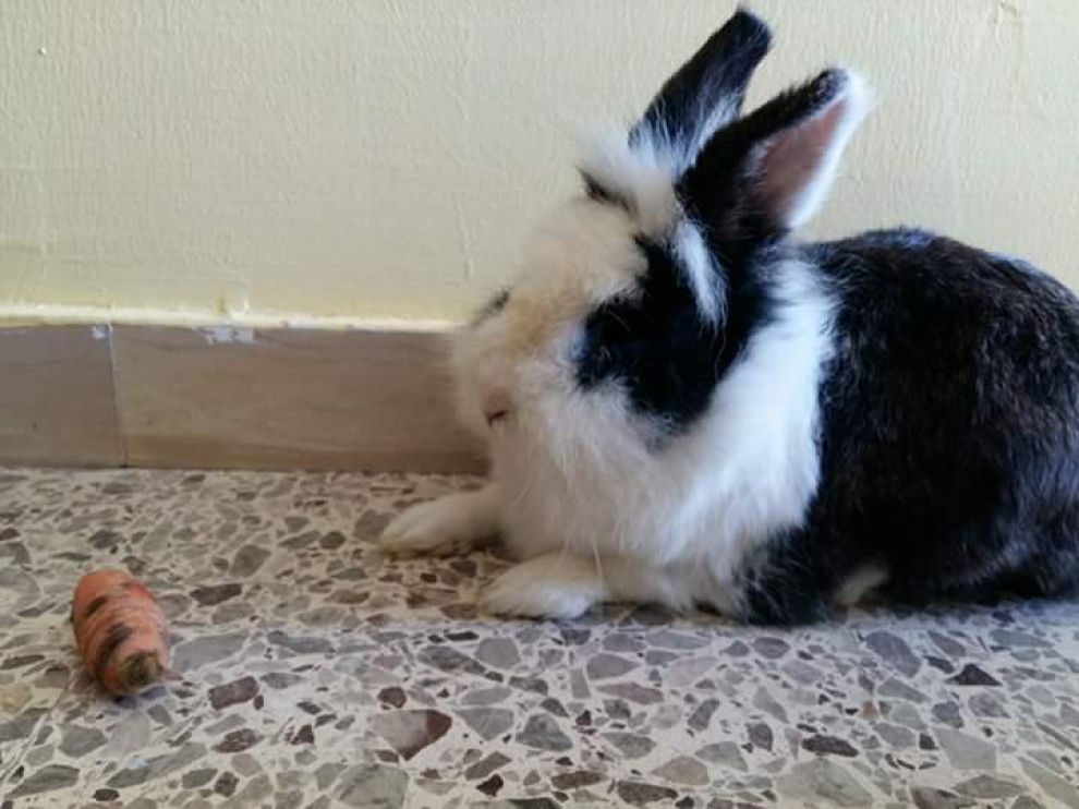 Pet Theraphy all'Istituto Fermi di Montesarchio
