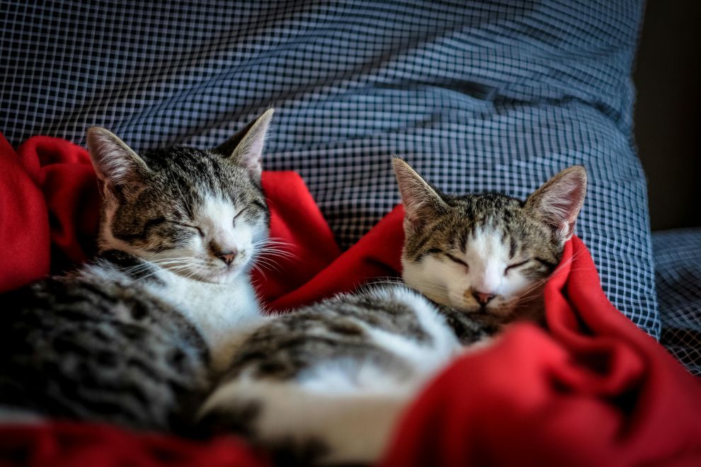 Giornata mondiale del gatto