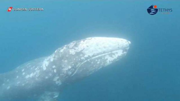 Balena grigia avvistata nel Mediterraneo