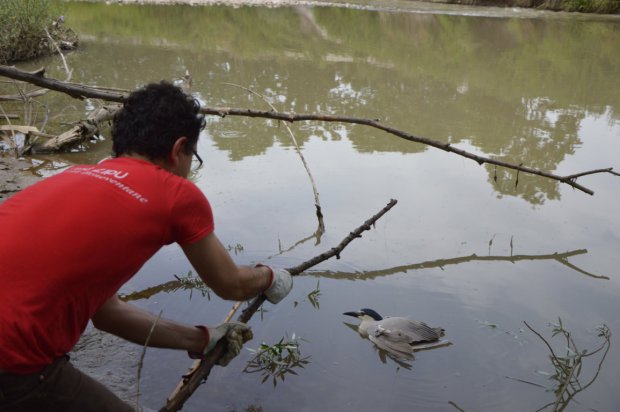 Nicotterina impigliata in una lenza da pesca salvata dai volontari della Lipu