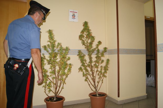 Piante di cannabis sequestrate dai Carabinieri di Pontelandolfo