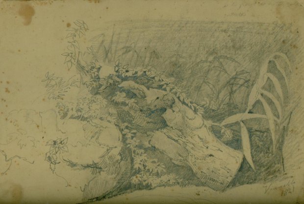 Disegno del Maestro Achille Vianelli