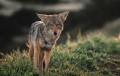 Coyote align=