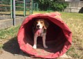 Fido Park  align=